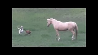 Dog encounters brumby and has a WTH moment! Henry and the Brumbies Part II