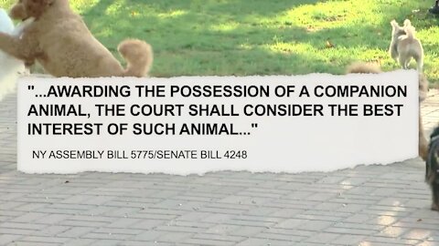 Gov. Hochul signs "pet custody" bill into law, goes into effect immediately