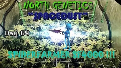 "Summer Stock II" ep 11 #NorthGenetics #Spacedust #👽 #SpiderFarmer #sf4000 day 64 #🔨 get2thechoppa!