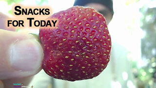 Snacks for Today: Strawberries, Blueberries, Sunflower Seeds and Chocolate [ASMR, Food, Eating]