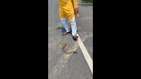 A man was caught by a snake while walking on the road l रोड पर चलते हुए एक आदमी को सांप ने पकड़ लिया