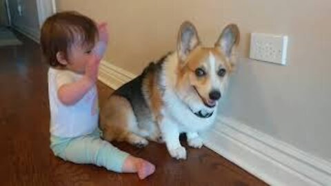 Baby Maeve Loves Corgi Tucker - wait for the hug!