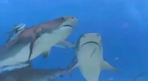 Tiger Sharks swim together. I love this shot