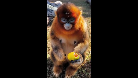 Best animals eating orange 🍊🍊🧡🧡🍊🍊🍊