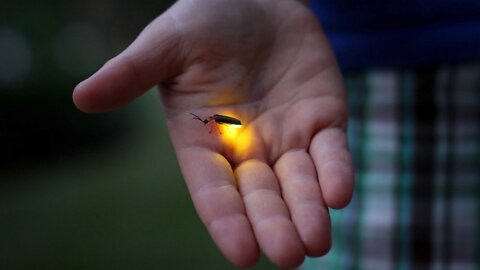 Why Fireflies Glow - Bioluminescence