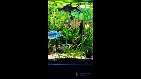 Beautiful fish Aquarium