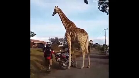 Grand Theft Auto 5 Giraffe #shorts