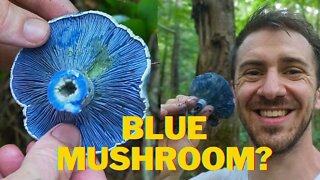 The Bluest Mushroom on Planet Earth!