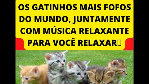 OS GATOS MAIS FOFOS E BRINCALHÃO DO MUNDO, JUNTAMENTE COM MÚSICA RELAXANTE PARA VOCÊ RELAXAR🛀