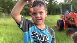 Potato picking with the Grandsons