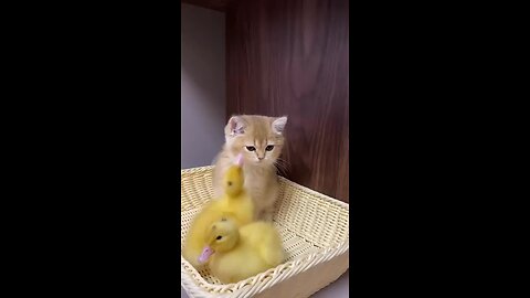 The_life_of_ducklings_and_cute_cats._Very_interest