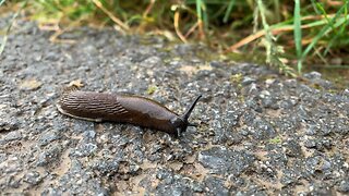 Slug crawling on the pavement