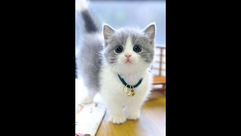Funny Pet animals | Cute animal videos | Funny cats video