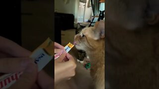 Feeding our Cats a treat