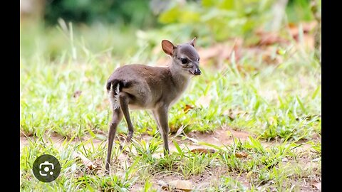 Baby Grey Duiker 😍 💕 💙