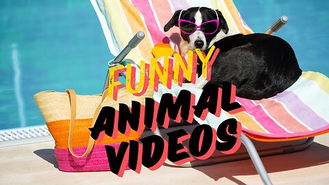 Funny animals videos