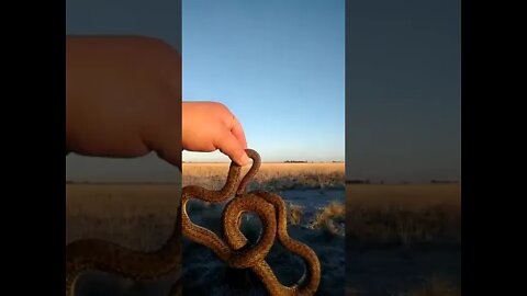 Serpiente congelada (Río Negro)