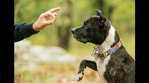 Dog Training Easy And Fast