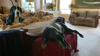 Laid Back Cat & Great Danes Relax In Bed Together