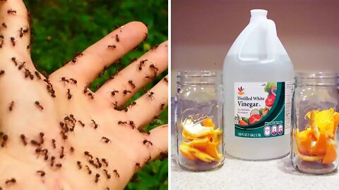 How to Get Rid of Ants Fast Naturally