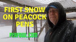 First Snow On Peacock Pens, Peacock Minute, peafowl.com