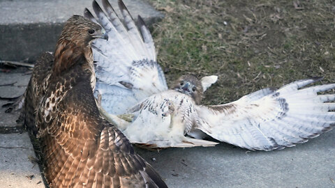 Red-Tailed Hawk Fight