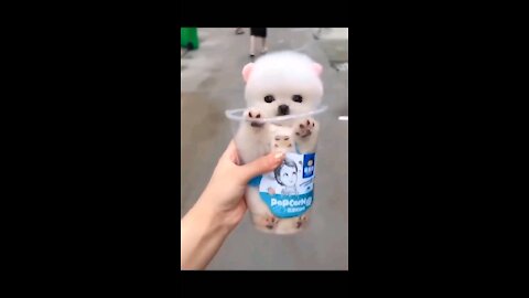 Most Famous Pomeranian TikTok Compilation 2021