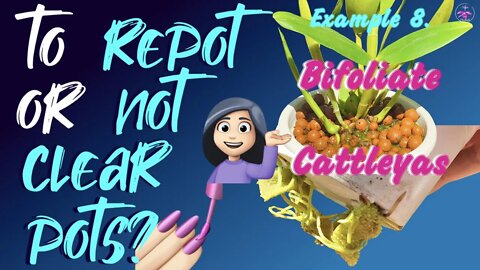 Bifoliate REPOT TIPS | To repot or not Bifoliate Orchids with 2 leads & one is not growing new roots