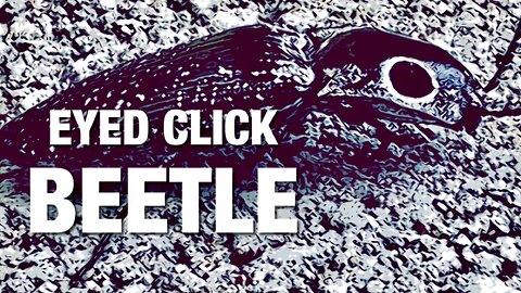 Eyed Click Beetle