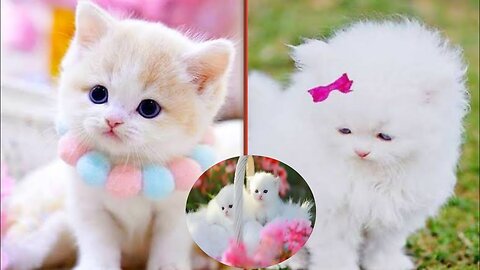 Baby Cute Cats And Funny Cat Videos Compilation