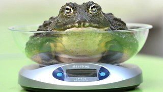 Animal Weigh-In At London Zoo
