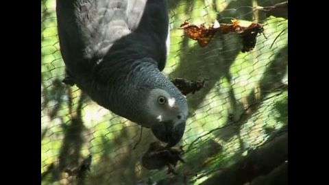 Parrots Rescued From Smugglers