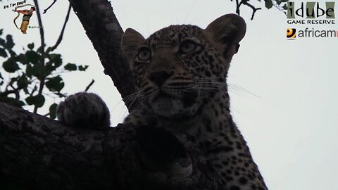 Scotia Female Leopard - Year 2, Independence - 2: Digesting A Meal