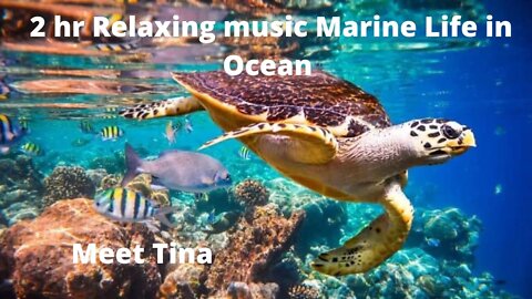 2 HOURS UNDERWATER Marine Life Relaxing Meditative music