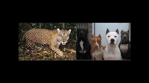 Jaguar VS Four Pitbulls [SEE WHAT HAPPENED]