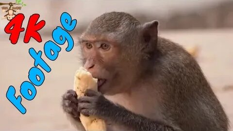 4K Quality Animal Footage - Monkeys Beautiful Scenes Episode 19 | Viral Monkey