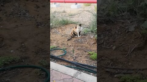 Cute Cat Sneezing 😹 Video - Animal Rescue
