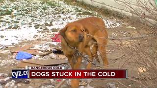 Dogs stuck outside in the cold