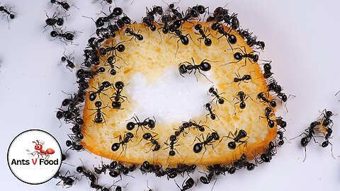 Ant Colony vs Twinkie Time Lapse 4k