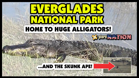 Tons of gators! Everglades National Park: Ochopee, Florida