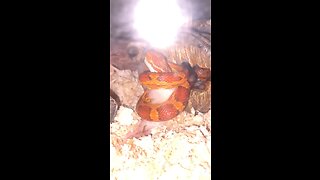 Corn snake eating rat