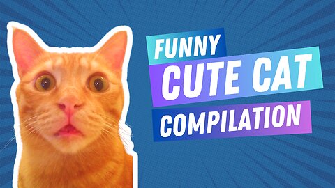 Hilarious and Adorable Cats: The Ultimate Combo