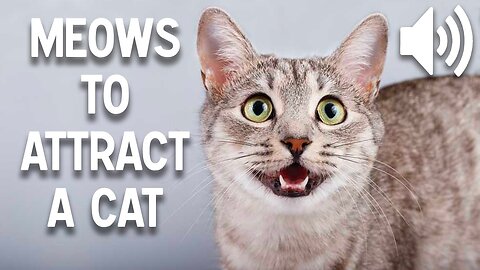 Meows to attract a cat - Sounds to make cats come to you