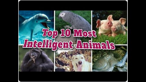 Top 10 most Intelligent Animals