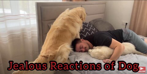 Jealous Golden Retriever Reaction to Human Dad with Another Puppy