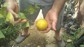 preços de frutíferas e floriferas em Niterói RJ