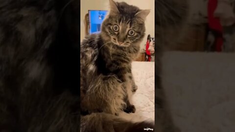 Kitties reaction to Sapiens hand