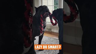 Cane Corso Puppy LAZY or SMART? #shorts #funnydogs #viral