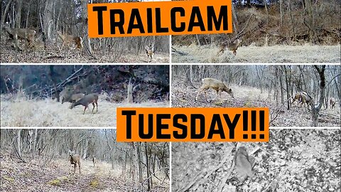 Trailcam Tuesday!!!