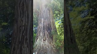 Ancient Redwood #redwoodforest